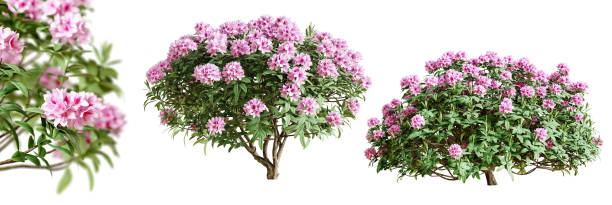 istock Rhododendron bushes in blossom isolated on white background. 3D render. 1480048061