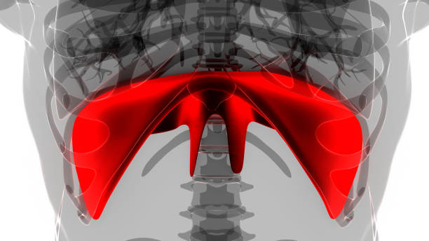 istock Human Respiratory System Diaphragm Anatomy 1480048908