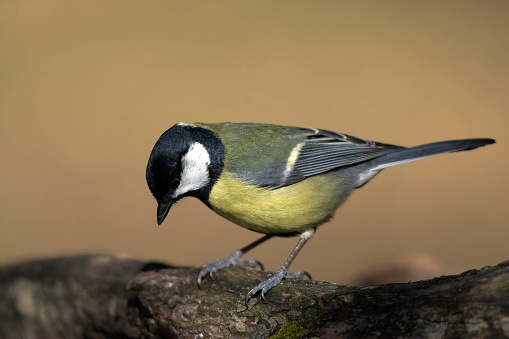 Male great tit perched on branch searching for food