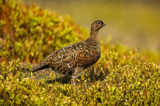 istock Red Grouse   Lagopus lagopus scotica 1480049923