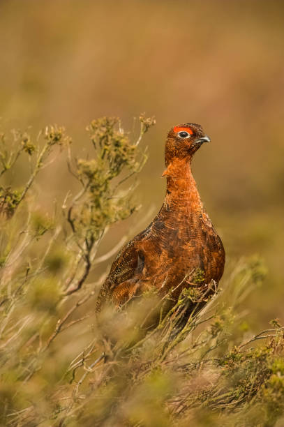 istock Red Grouse   Lagopus lagopus scotica 1480049925