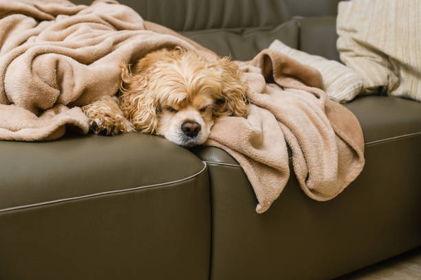 istock An American Cocker Spaniel is lying on a couch covered with a blanket. 1480049928
