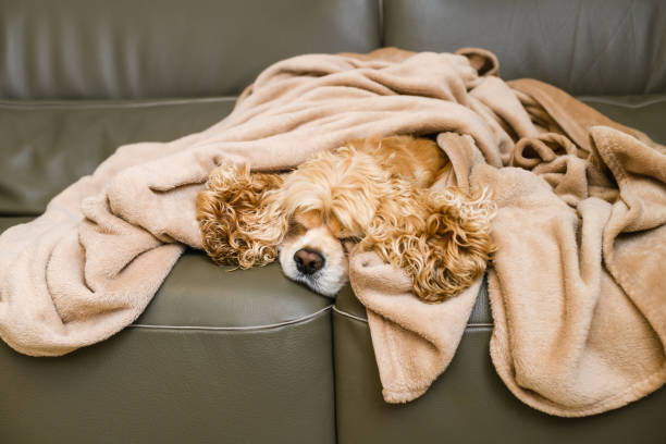 istock An American Cocker Spaniel is lying on a couch covered with a blanket. 1480049935
