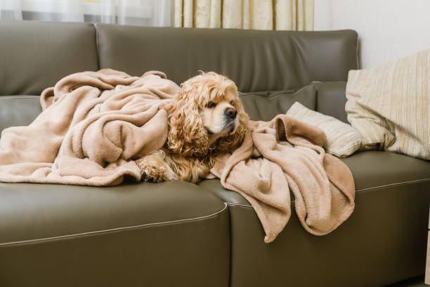 istock An American Cocker Spaniel is lying on a couch covered with a blanket. 1480049943