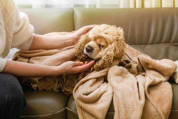 istock Female hand strokes an American Cocker Spaniel lying on the sofa. 1480049945