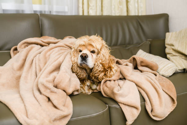 istock An American Cocker Spaniel is lying on a couch covered with a blanket. 1480049969