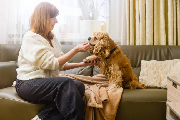 女性は犬に餌を与え、足を握ります。 - dog pets stroking women ストックフォトと画像