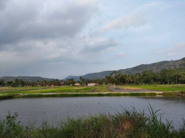 istock natural scenery of rice fields and mountains 1480050862