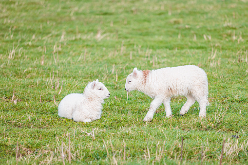 Baby sheep and family in farm, meadow in spring, nobody