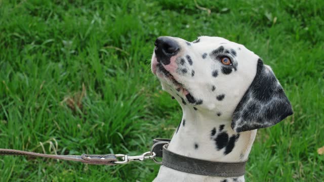 Dalmatian Dog Breed Close up
