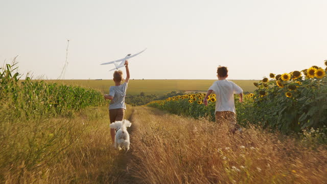 Happy boys running holding airplane kite dog Poodle on summer meadow field with sunflower corn on rural road sunset bright sun. Family brothers. Kids plays lifestyle. Friends pet Childhood. Agro Farm