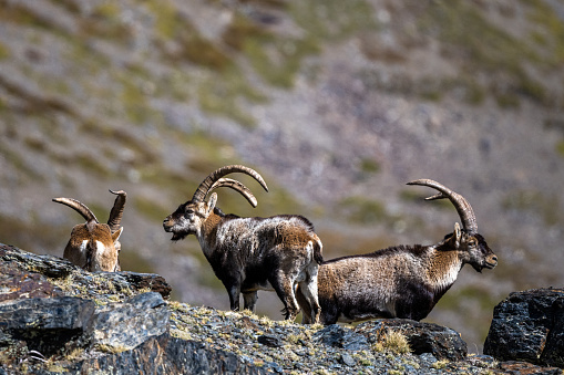The Iberian ibex, also known as the Spanish ibex, Spanish wild goat and Iberian wild goat, Capra pyrenaica. Sierra Nevada mountain range.