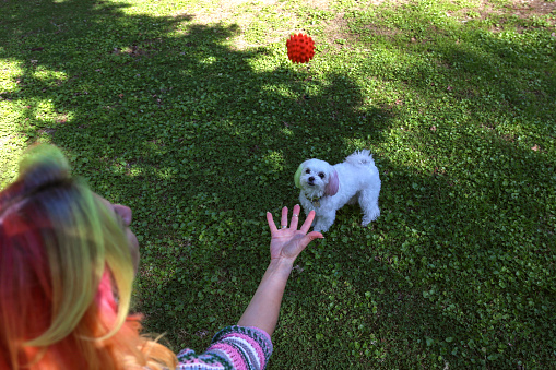 Hipster young woman playing fetch in the park with her maltese dog.