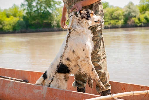 Fisherman in camo outfit pulling wet pet dog out of wooden boat after fishing. Crop view of rough male angler holding setter by the collar, while dragging it out of skiff. Concept of animal handling.