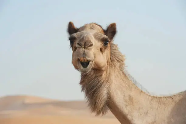 Photo of Pretty Funny Animal Portrait of Camel in the Middle East Desert