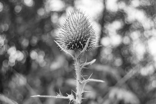 Beautiful growing flower root burdock thistle on background meadow, photo consisting from growing flower root burdock thistle to grass meadow, growing flower root burdock thistle at meadow countryside