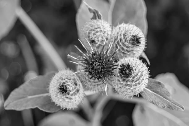 istock Beautiful growing flower root burdock thistle on background meadow 1480058184