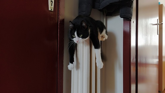 A black and white domestic cat sits on a radiator in front of the front door. Pet with green eyes hanging down his paws, looking at the camera and waving his tail in anticipation of the owner