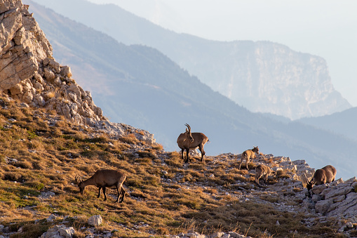Female ibexes and their children in the Vercors at sunrise