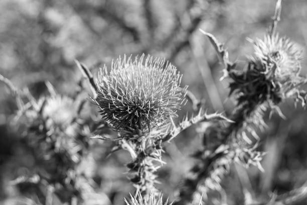 istock Beautiful growing flower root burdock thistle on background meadow 1480059222