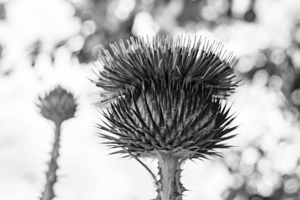 Beautiful growing flower root burdock thistle on background meadow, photo consisting from growing flower root burdock thistle to grass meadow, growing flower root burdock thistle at meadow countryside