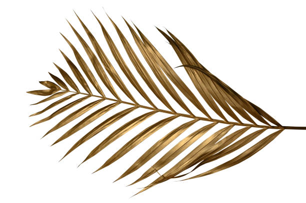 istock leaves of Gold color tree on white background. 1480059333