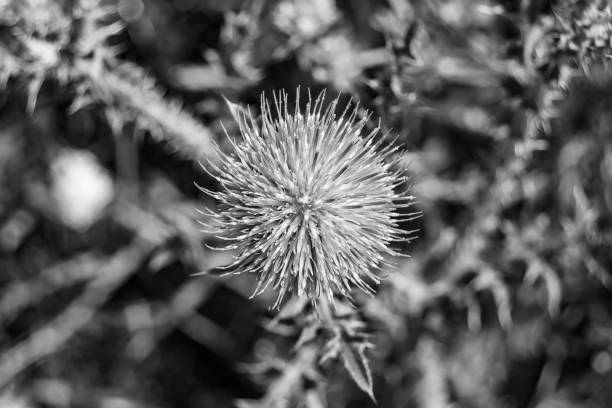Beautiful growing flower root burdock thistle on background meadow, photo consisting from growing flower root burdock thistle to grass meadow, growing flower root burdock thistle at meadow countryside
