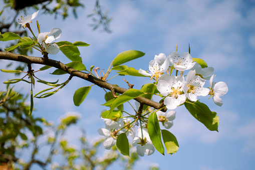 Rows of trees in a flowering orchard in springtime in Kent