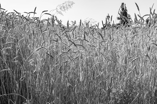 Corn growing in rural Kansas in United States, Kansas, Augusta