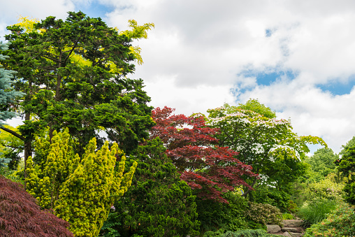 Japanese garden in summertime. Variety of beautiful trees.