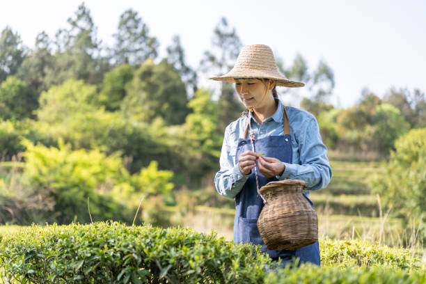 istock A female farmer is picking tea in a tea garden 1480062626