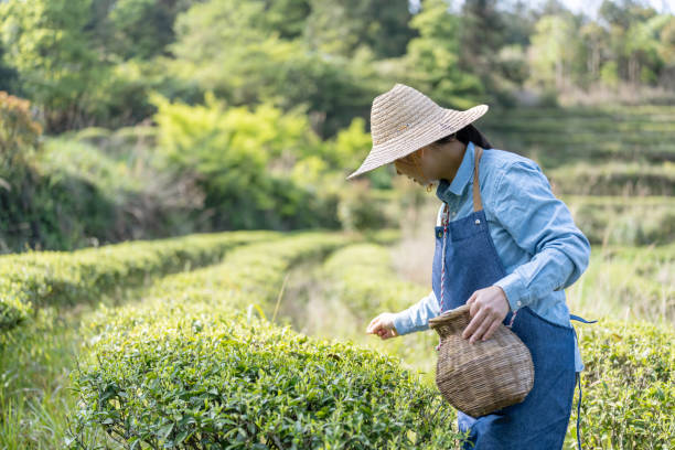 istock A female farmer is picking tea in a tea garden 1480062676