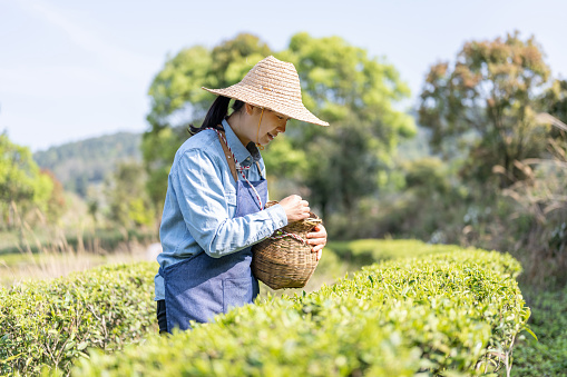 A woman picking tea in an organic tea garden in  sunshine