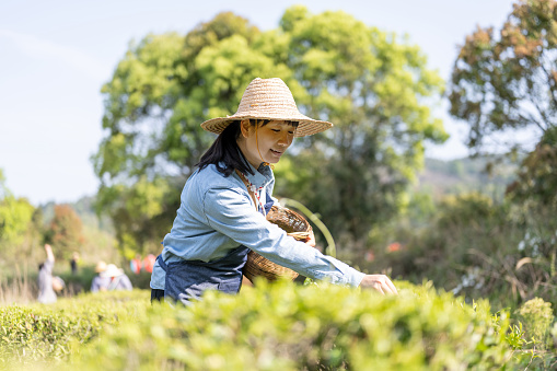 An Asian woman picking tea in an organic tea garden