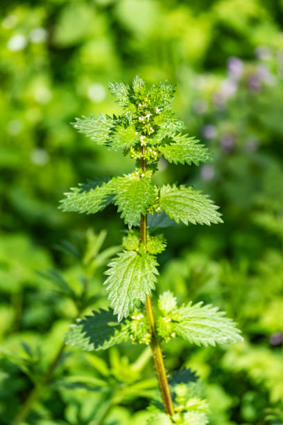 istock In the wild, stinging nettle grows or Urtica urens 1480064689