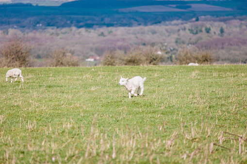 Baby sheep running in farm, meadow in spring, Kintbury, England