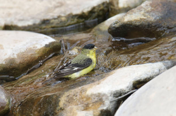 istock Lesser Goldfinch (male) (spinus psaltria) taking a bath in a small stream 1480066969