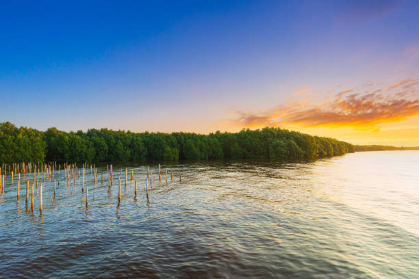 Mangrove forest,Red mangrove forest and shallow water in tropical island mangrove forest mangroves red roots trees Mangrove forest,Red mangrove forest and shallow water in tropical island mangrove forest mangroves red roots trees brackish water stock pictures, royalty-free photos & images