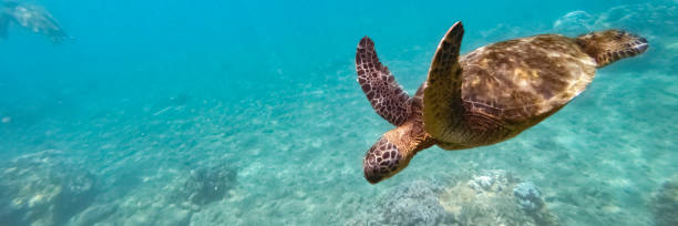 istock Hawaiian Green Sea Turtle 1480075874