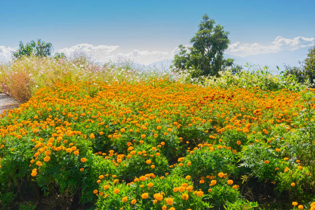 tagetes , marigold flower garden. beautiful front side view of samdruptse monastery with himalayan mountains in the background. samdruptse is a huge buddhist memorial statue in sikkim, india. - padmasambhava imagens e fotografias de stock