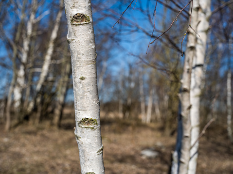 Young birch trees in Sydhavnstippen, a nature resort in the district Sydhavnen (South Harbor) in Copenhagen, Denmark