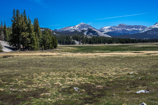 istock Tioga Pass Tuolumne Meadows 1480078996