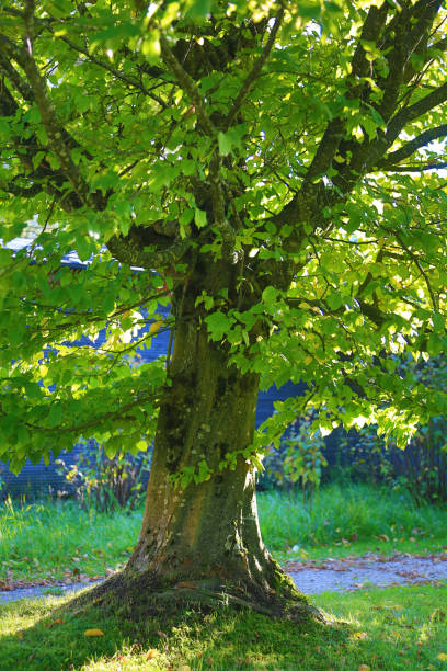 Common hornbeam tree (Carpinus betulus) stock photo