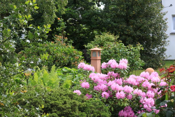 Pink Rhododendron plant in the garden stock photo