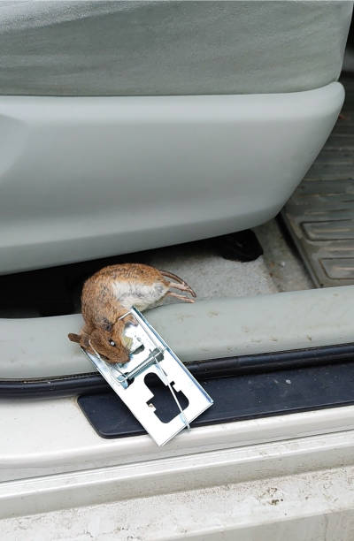 A house mouse Mus musculus is a small mammal trapped in a cage