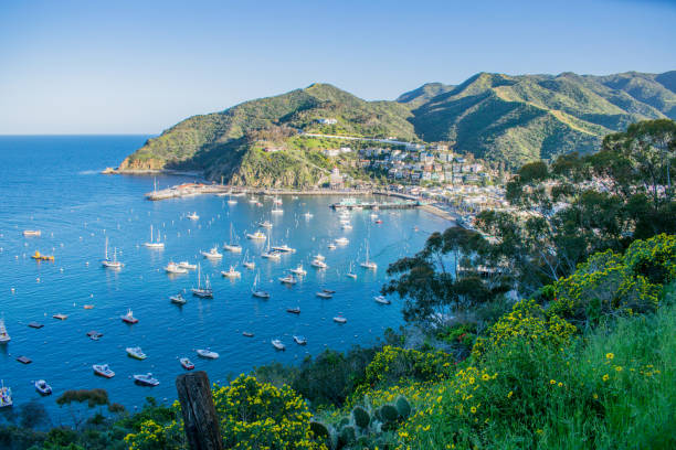 istock Catalina Island 1480084815