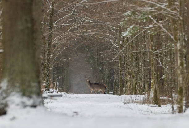 Red Deer female(Cervus elaphus) in winter forest looking at camera, Bialowieza Forest, Poland,Europe