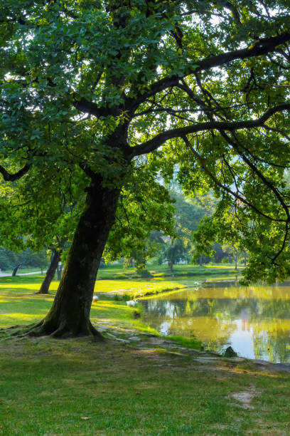 istock pond in the park 1480085931