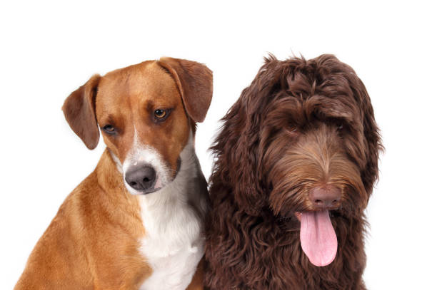 istock Two dogs sitting relaxed next to each other. 1480086716