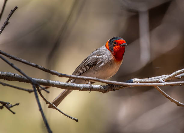 Red-faced Warbler in a New Mexico Woodland